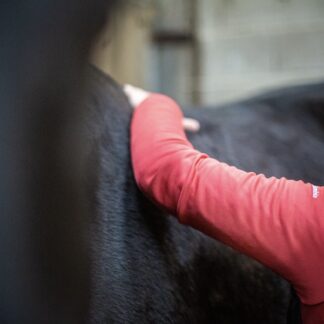 Ebook - Comprendre le dos du cheval "Prévenir et soulager"