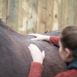 Ebook - Tout savoir sur les vieux chevaux
