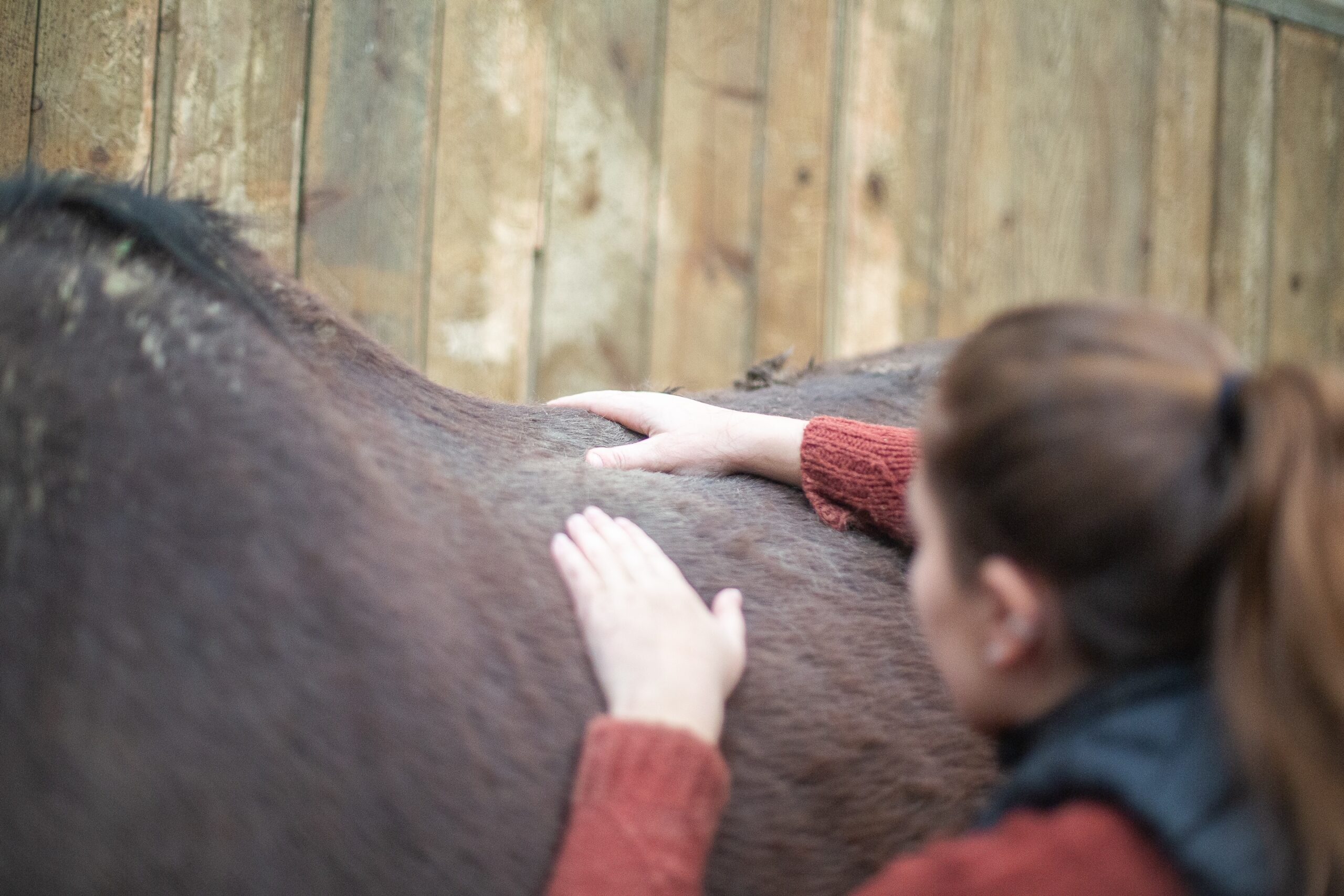 Ebook - Tout savoir sur les vieux chevaux – Image 1